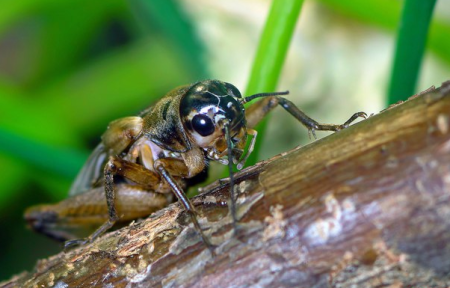 Сверчок корм для экзотов